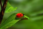 ladybird-163480_1280