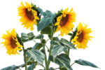 sunflower-2548875_1920