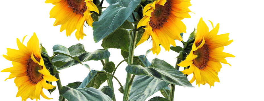 sunflower-2548875_1920