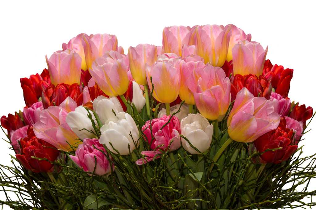 tulips-2403428_1920