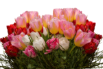 tulips-2403428_1920