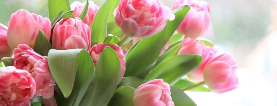 tulips-4026273_1920