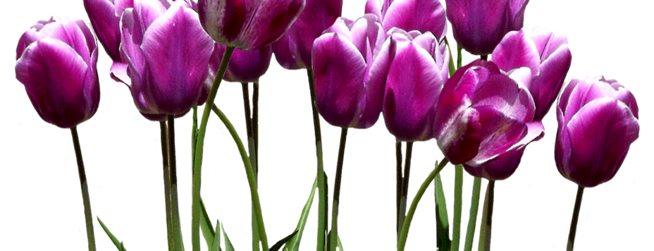 tulips-2783444_1920
